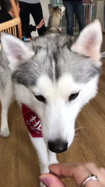 Husky go !