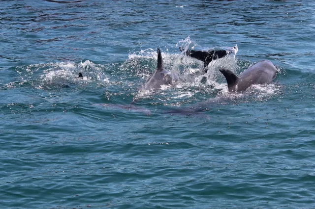 Wasini Island and Kisite Marine Park