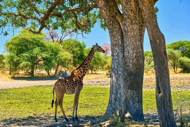 Tanzania Kizza Adventures - Best Serengeti wildebeest migrations Safaris, Zanzibar Tours and Kilimanjaro trekking 2025-2026