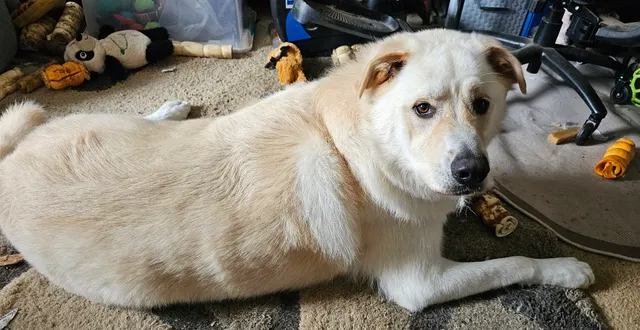 PetSuites Grove City