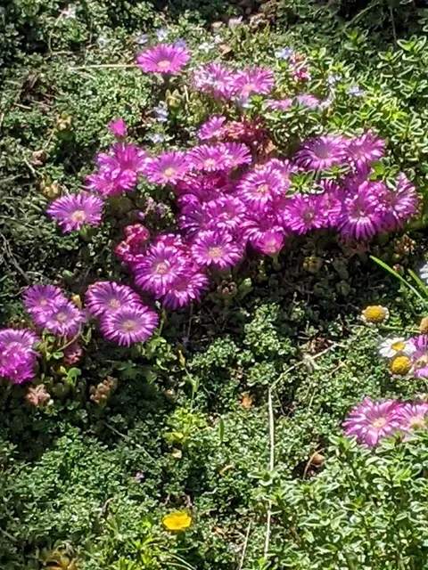 Colorado Springs Utilities