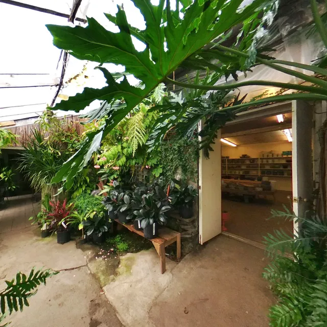 Peckham's Greenhouse