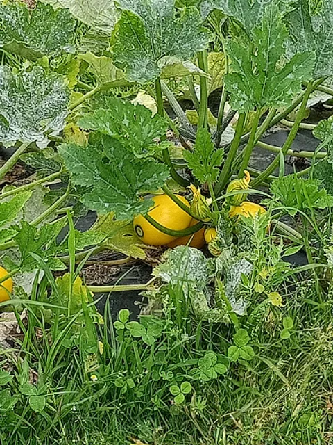 Cueillette de chanteloup en brie