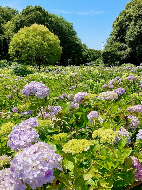 Hydrangeas in Kankyo System Ogikubo Park