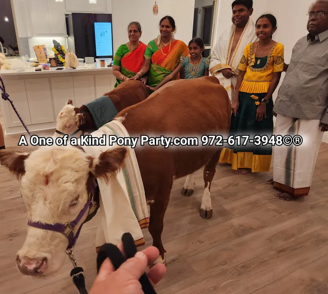 A One of a Kind Petting Zoo