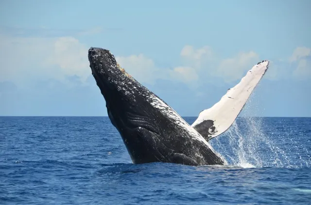 Adventure X Boat Tours