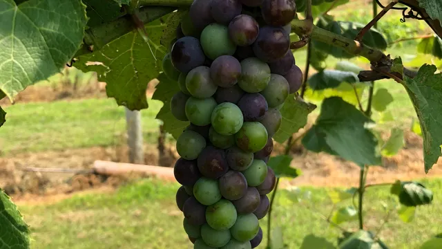 Sugar Creek Vineyard and Meadery