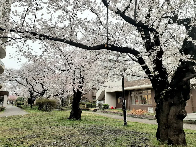 Sakura Park