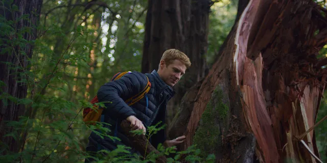 Redwoods Forest Bathing