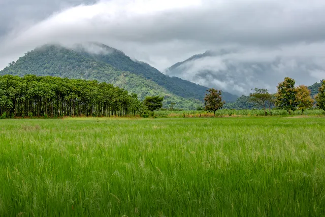 Hacienda Cacao y Mango