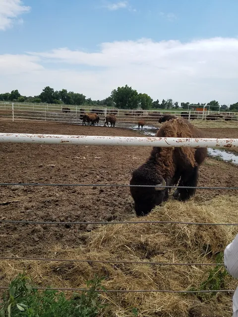 Spomer Bison Ranch