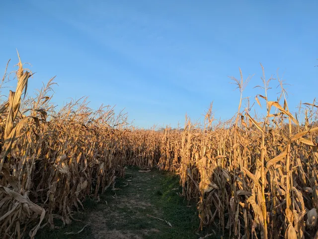 Corn Maze at Mary's Land Farm