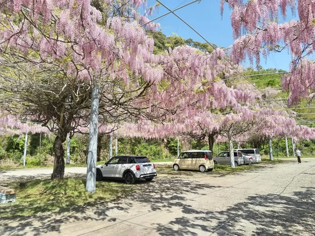 土佐の高知のくだもの畑