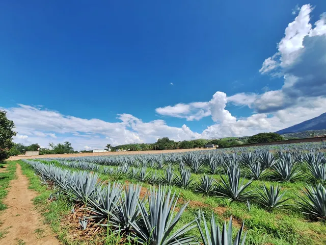 Campos de agave
