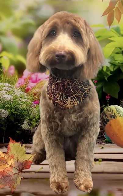 Howlistic Paws Spa & Boutique