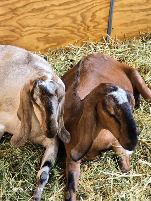 Cronulla Easter Show