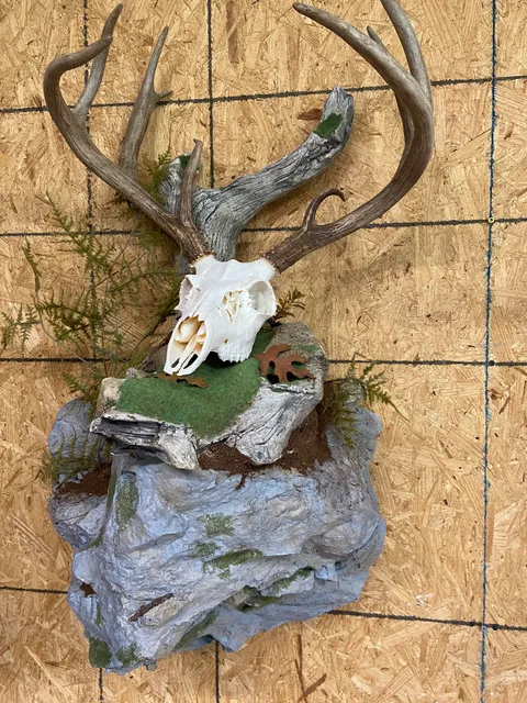 The Guy You Know Taxidermy