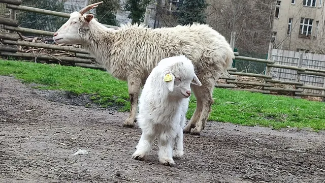 Tierpark Neukölln in der Hasenheide