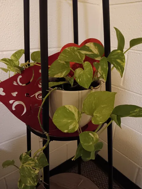 Wright Street Minit Market