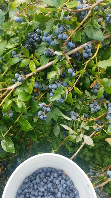 Blueberry Blossom Farm