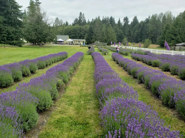 Nelson's Duckpond & Lavender Farm