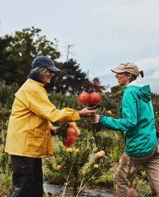 Malolo Farm Protea - By Appointment Only