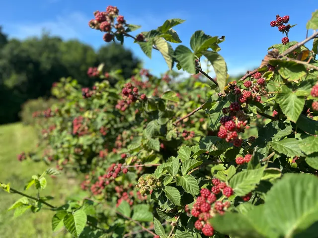 Thierbach Orchards & Berry Farm