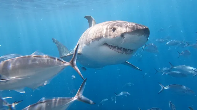 Shark Cage Diving with Calypso Star Charters