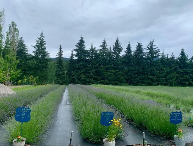 Glacier View Lavender