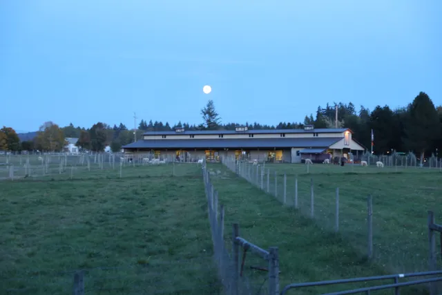 Alpacas at Marquam Hill Ranch