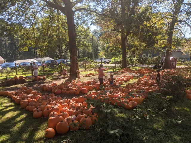 Pumpkin Patch
