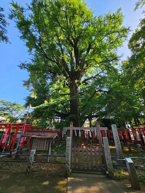 Ginkgo Tree at Kishimojin Temple