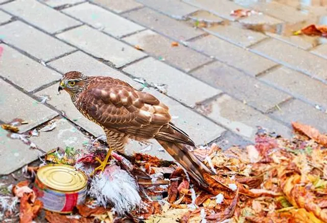 Hungry Hawk Vineyards & Winery