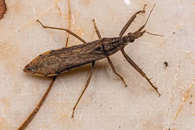 Abenteuer Dschungelland