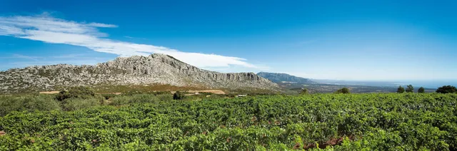 Cantina Dorgali 1953
