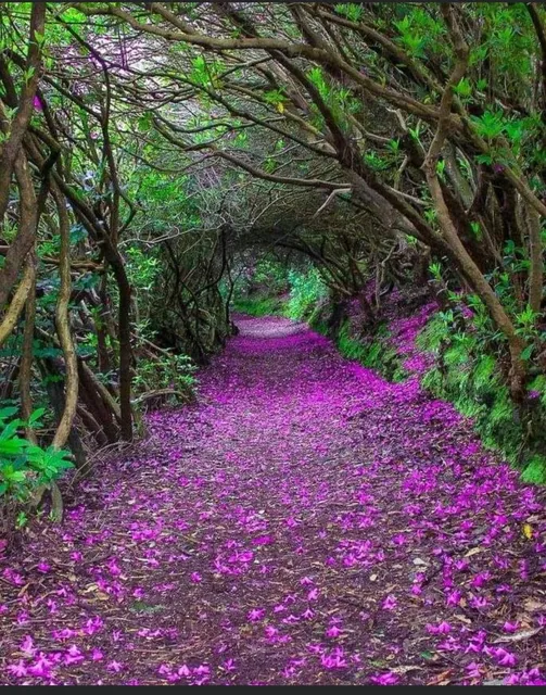 Reenagross Woodland Park Kenmare