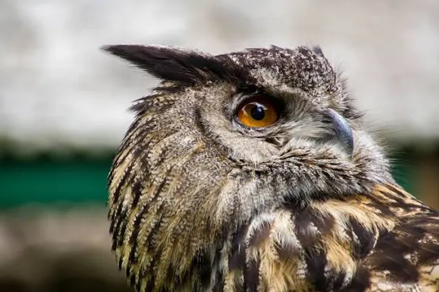 Scottish Owl Centre