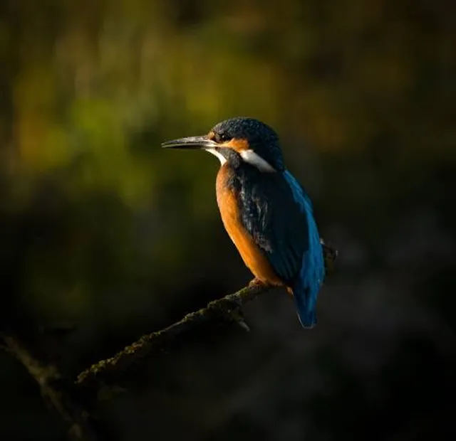 Horn Mill Trout Farm