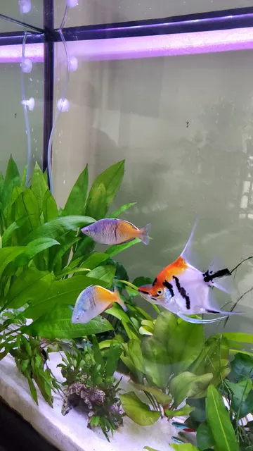 The Big Little Fish Store