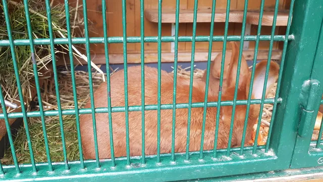 Haustierfarm im Wildpark Leipzig