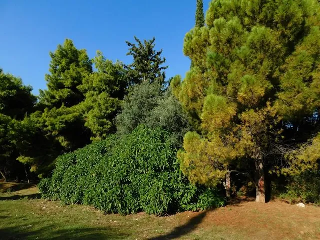 Plato's Academy Park