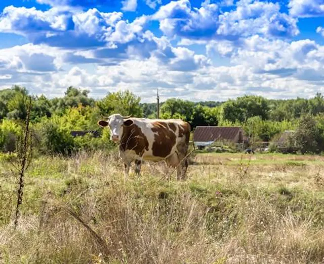 Lawendowe Muzeum Żywe im. Jacka Olędzkiego