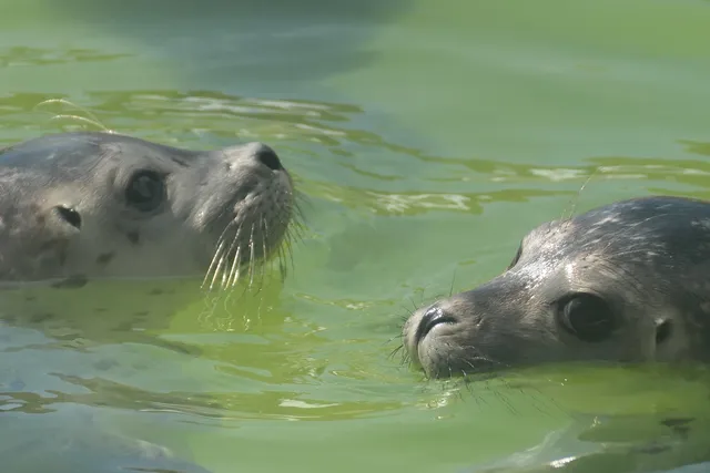 Seehundstation Nationalpark-Haus