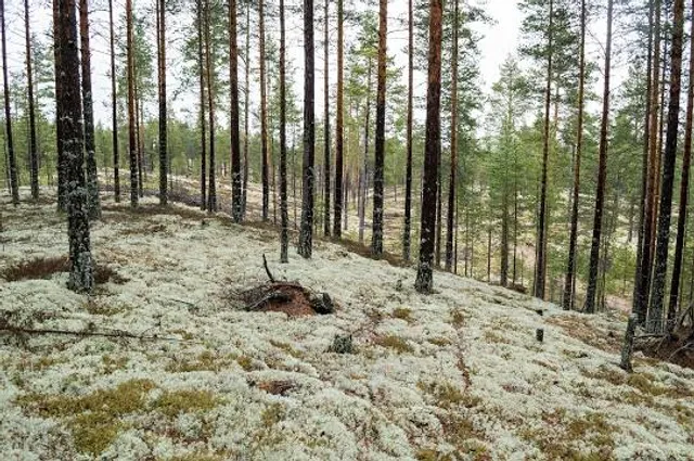 Flechten-Kiefernwälder südlich Leinburg