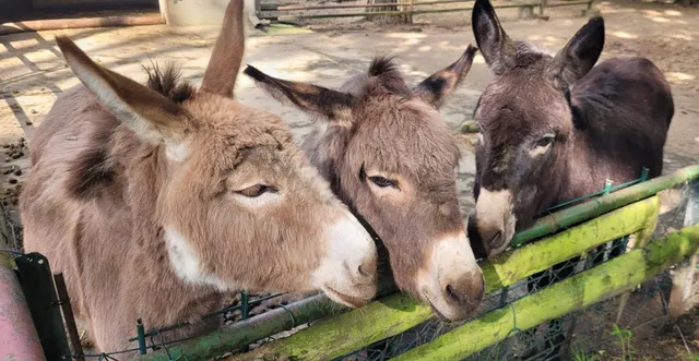 Tiergehege Eisenhüttenstadt