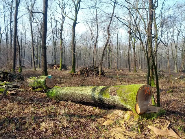 Parco naturale del Bosco delle Sorti della Partecipanza