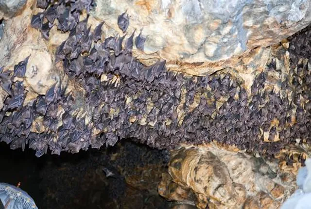 Wisata Alam Bukit Lawang