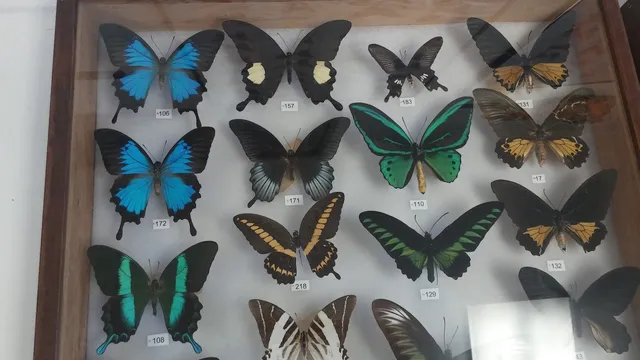 Friends of Panhandle Butterfly House