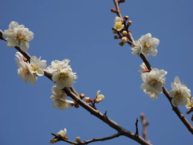 Ayabeyama Plum Forest