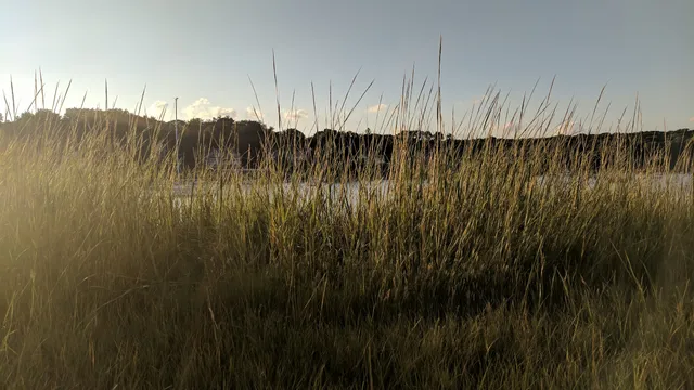 Phragmites Park